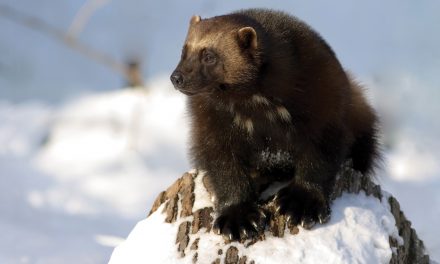 Rare and Raw: Wild Wolverine Video