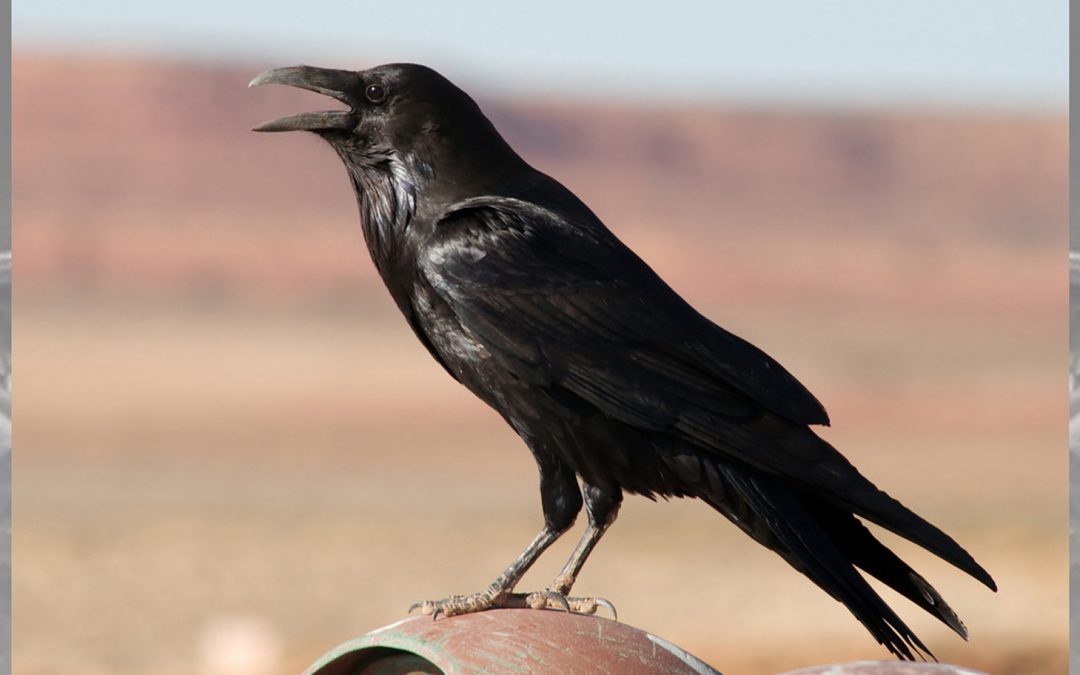 Bird Video: The “Caw” of a Crow and the “Kraa” of a Raven