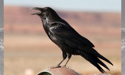 Bird Video: The “Caw” of a Crow and the “Kraa” of a Raven