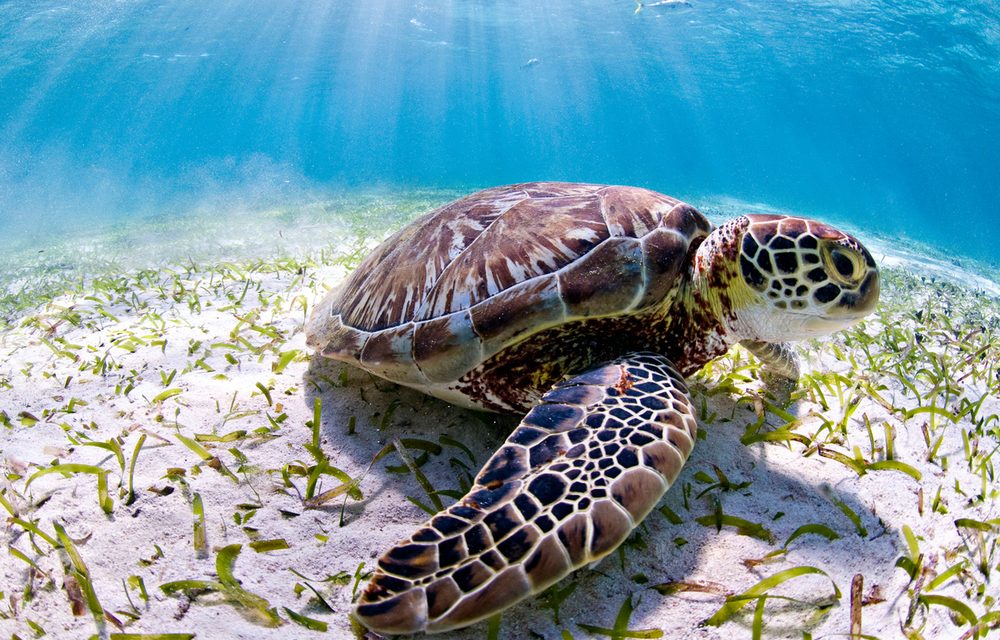 Belize Shells Up Turtle Protection