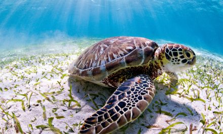 Belize Shells Up Turtle Protection