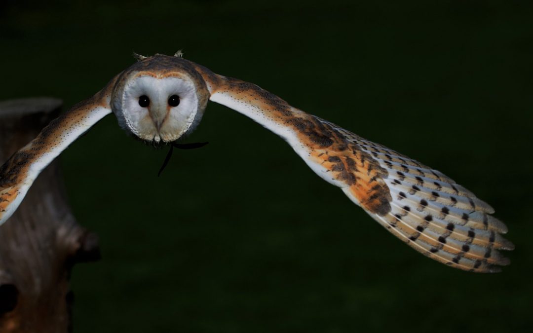 Halloween Video: the Silent Flight of Owls
