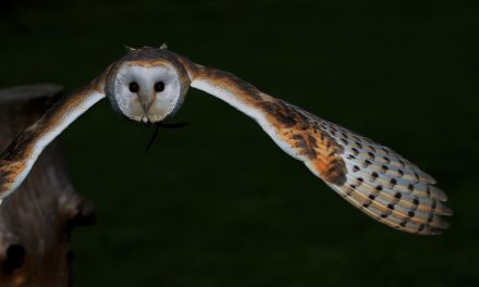 Halloween Video: the Silent Flight of Owls