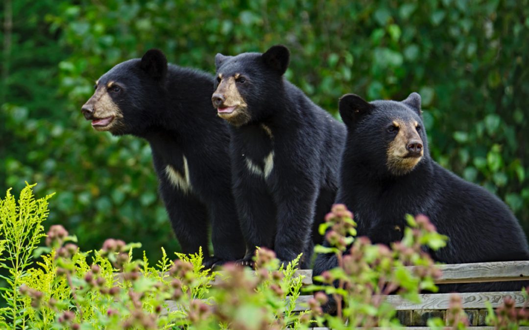 Wildlife Photo of the Week: Black Bear Triplets
