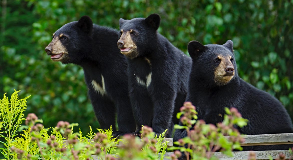 Wildlife Photo of the Week: Black Bear Triplets