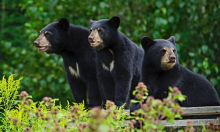 Wildlife Photo of the Week: Black Bear Triplets