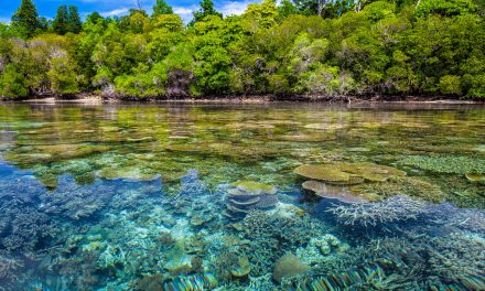 Artificial Reefs: Help for Endangered Ecosystems or Ocean Junk?
