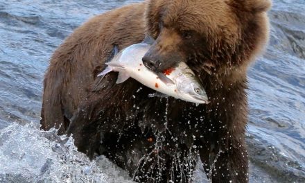 Wildlife Photo of the Week: Descending Salmon Eggs