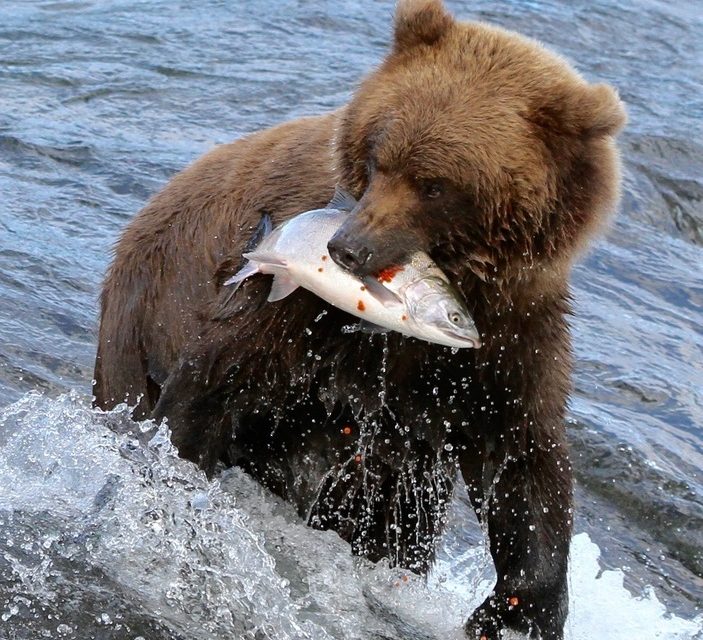 Wildlife Photo of the Week: Descending Salmon Eggs