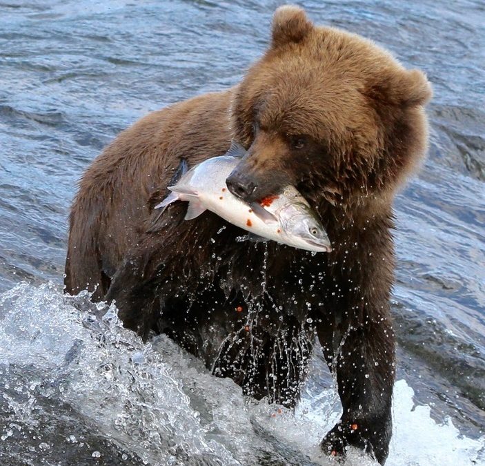 Wildlife Photo of the Week: Descending Salmon Eggs