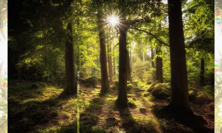 Dear Forests: Wish You Were Here—and That You’d Remain