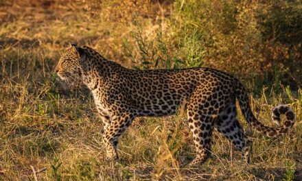 Traveler Story: Kalahari Ferrari Safari