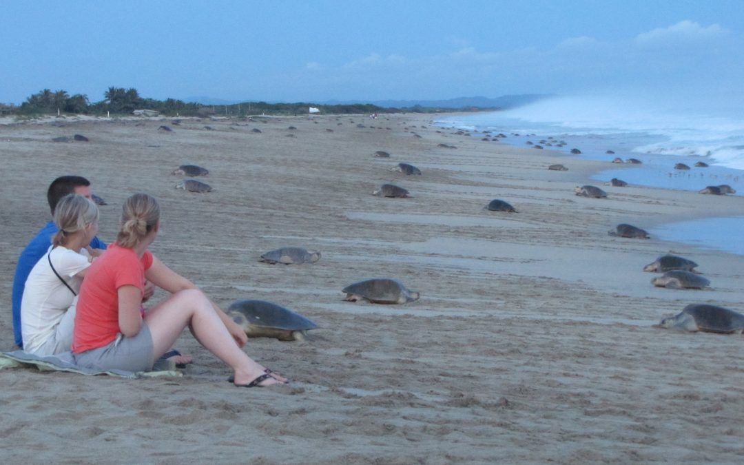 Traveler Edition: Tips for Protecting Sea Turtles & Their Nesting Sites
