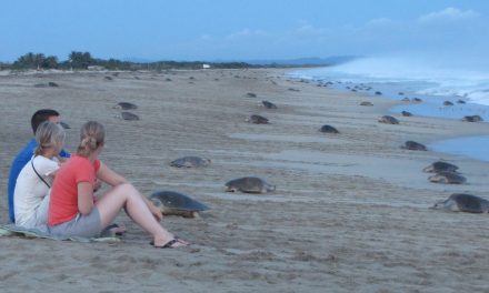 Traveler Edition: Tips for Protecting Sea Turtles & Their Nesting Sites