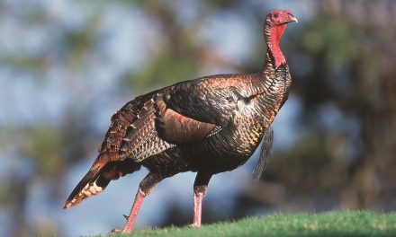 Turkeys: Smart and—Perhaps—Beautiful Birds