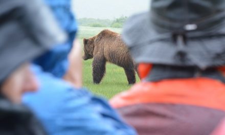 A Wild Alaska Grizzly Photo Adventure