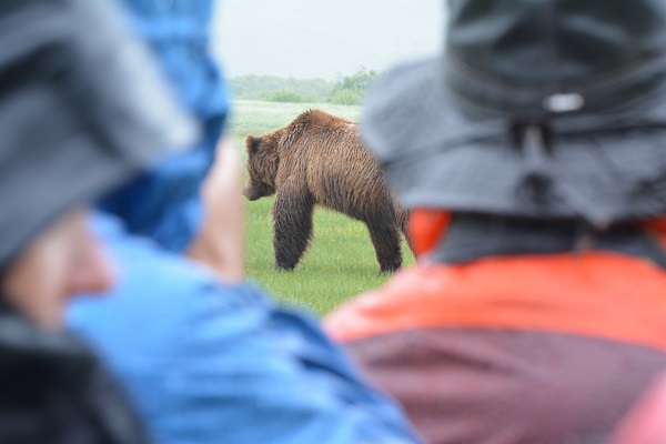 Walking with wild bears