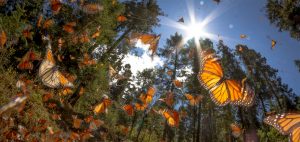 monarch butterfly migration mexico