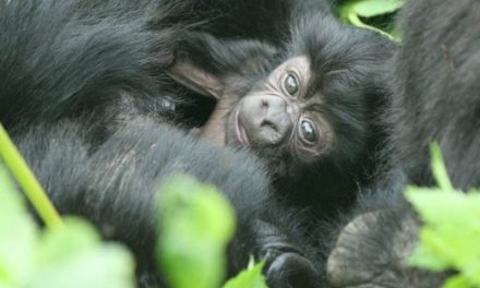 Traveler Video: Ultimate Gorilla Photo Safari