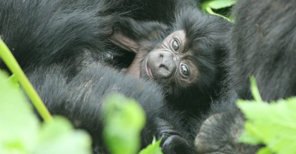 Traveler Video: Ultimate Gorilla Photo Safari