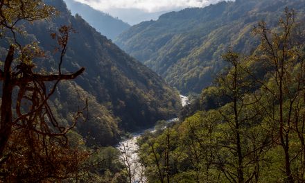 Green Future for Bhutan’s Forests