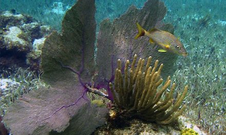 Snorkeling the Mesoamerican Reef