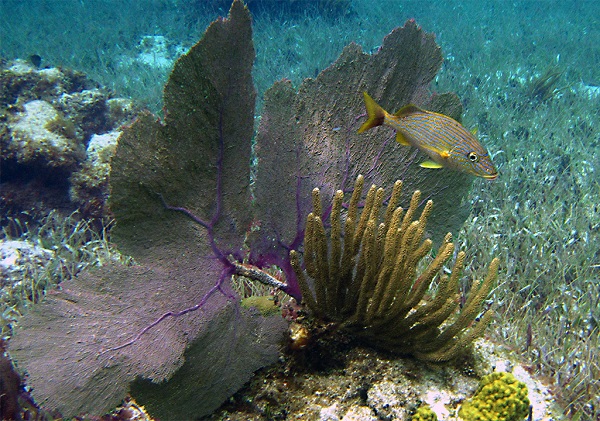 Snorkeling the Mesoamerican Reef
