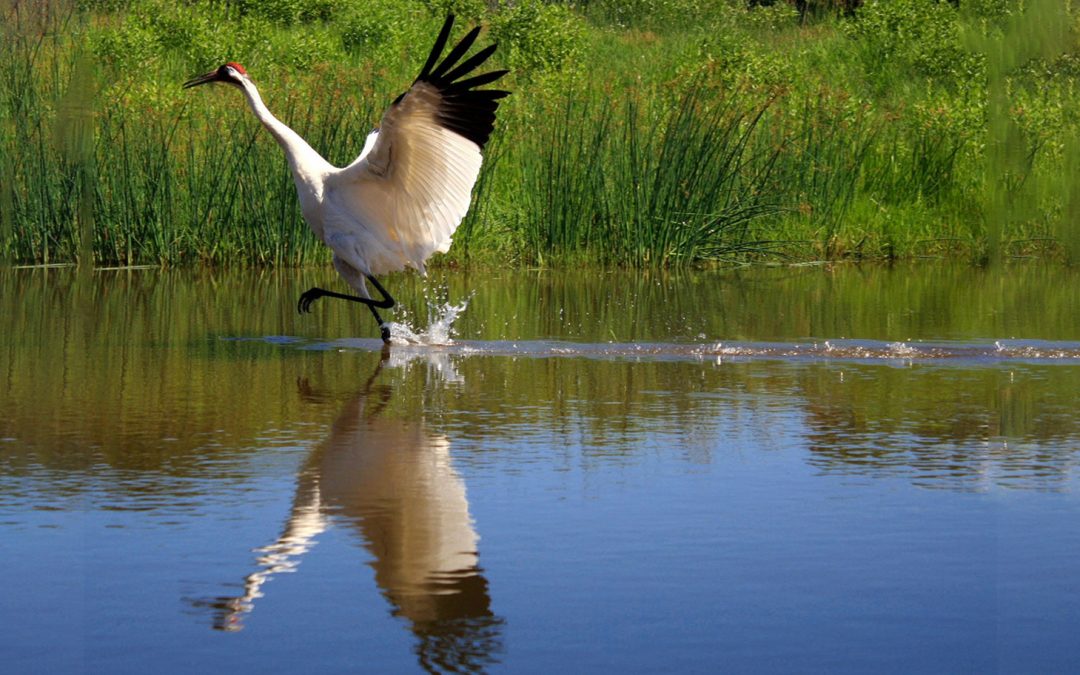 Videos: Whooping Cranes and a Bold Experiment