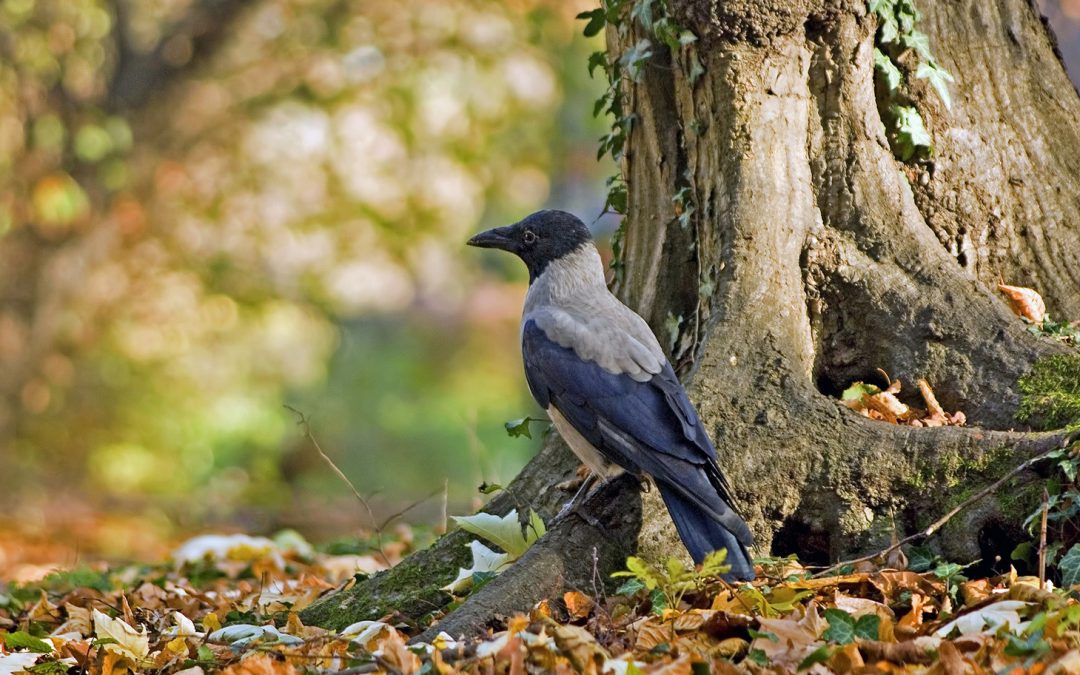 Video: One Tree’s Wildlife Visitors in One Year