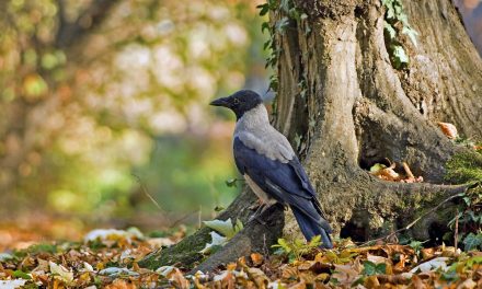 Video: One Tree’s Wildlife Visitors in One Year