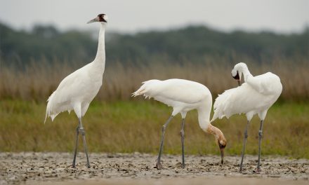 Whooping Crane Recovery a Victim of Federal Budget Cuts