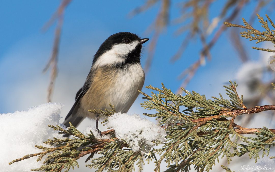 Wildlife Photo of the Week: Chickadee in the Snow