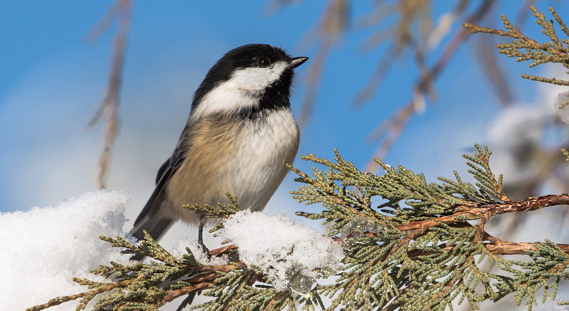 Wildlife Photo of the Week: Chickadee in the Snow
