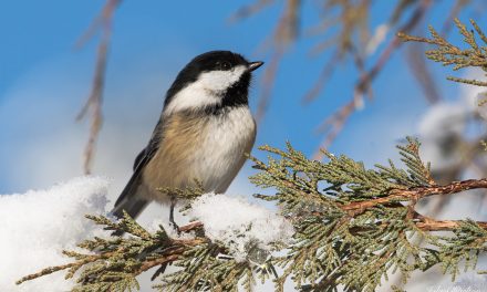 Wildlife Photo of the Week: Chickadee in the Snow