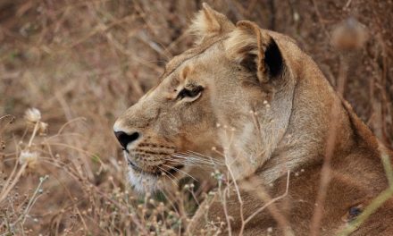 An Exceptional Safari in Botswana