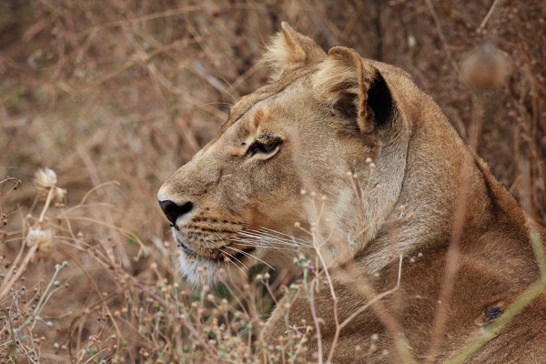 Lioness in Botswana