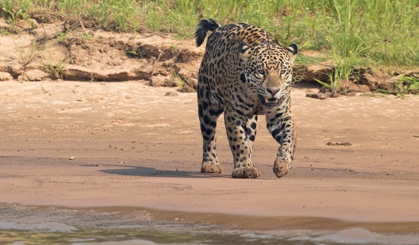 Wild jaguar in the Pantanal, Brazil