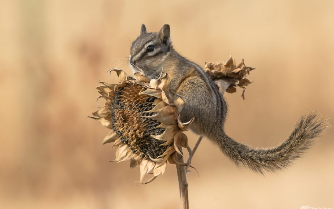 Wildlife Photo of the Week: The Colors of Fall
