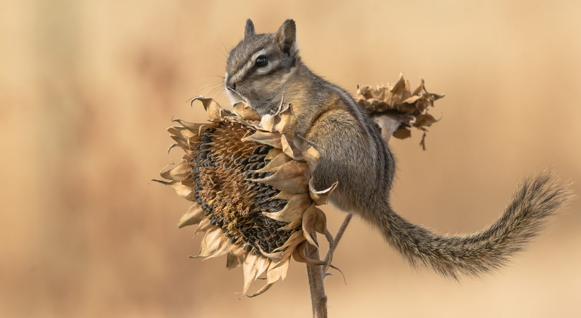 Wildlife Photo of the Week: The Colors of Fall