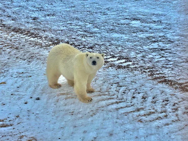 Polar bear on the Churchill tundra