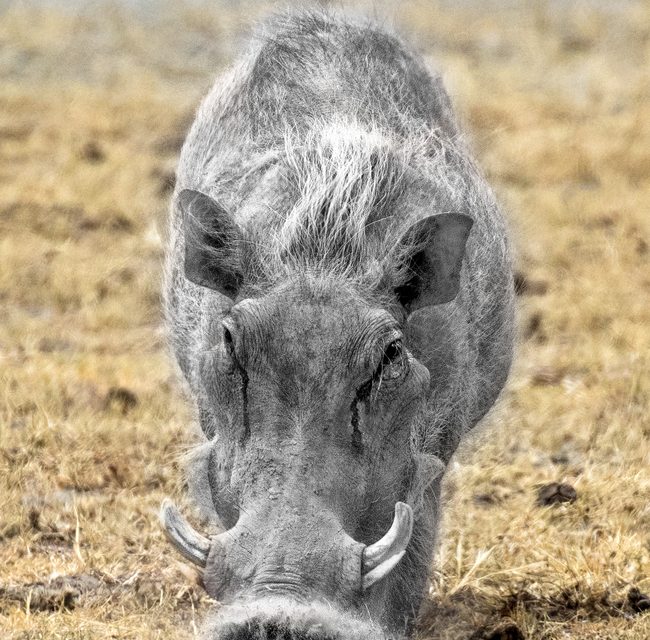 Wildlife Photo of the Week: Rooting