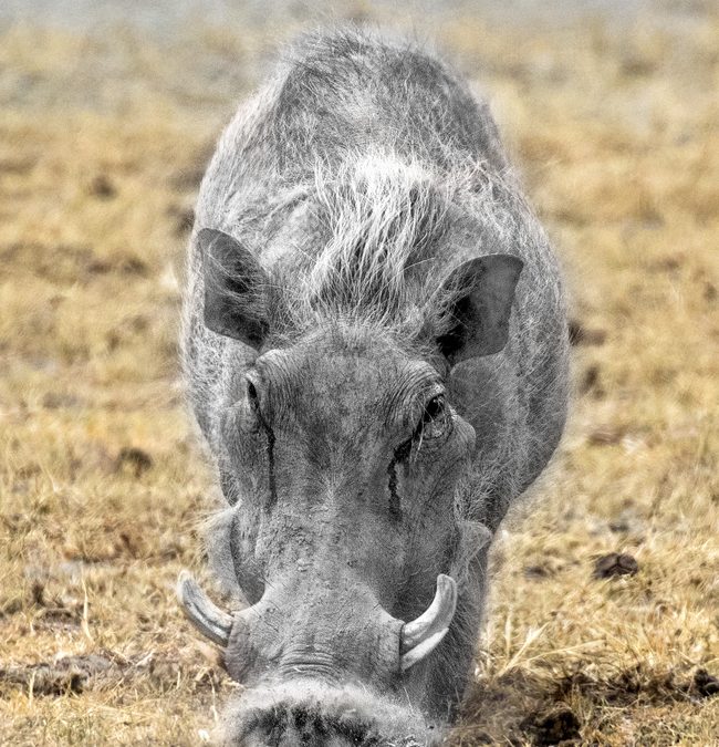 Wildlife Photo of the Week: Rooting