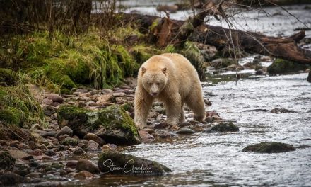 Majestic Spirit Bears of British Columbia