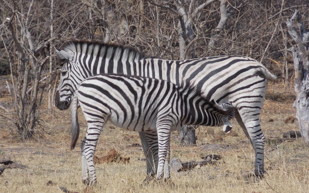 Wildlife Photo of the Week: Thanks, Mom!