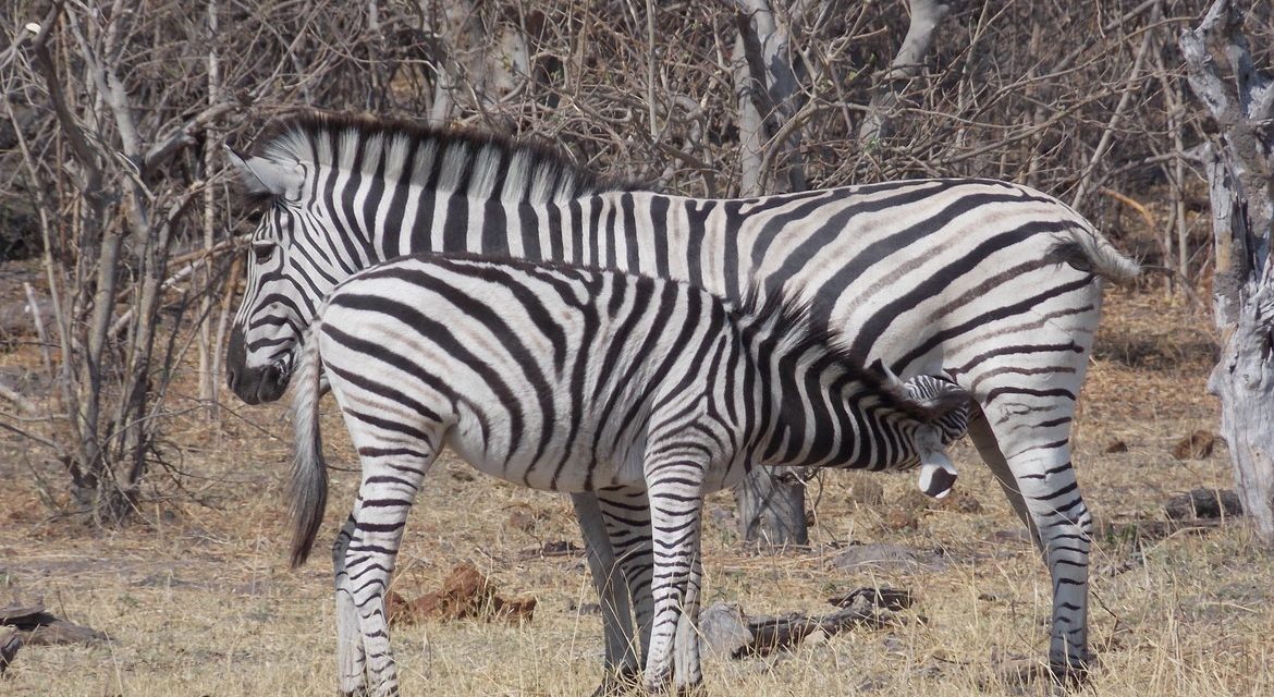 Wildlife Photo of the Week: Thanks, Mom!