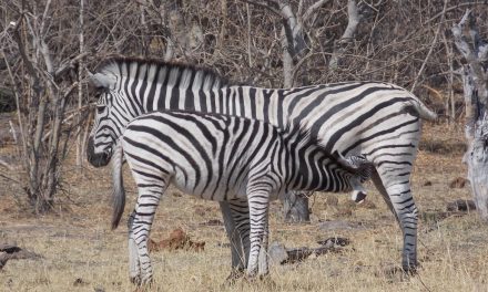 Wildlife Photo of the Week: Thanks, Mom!