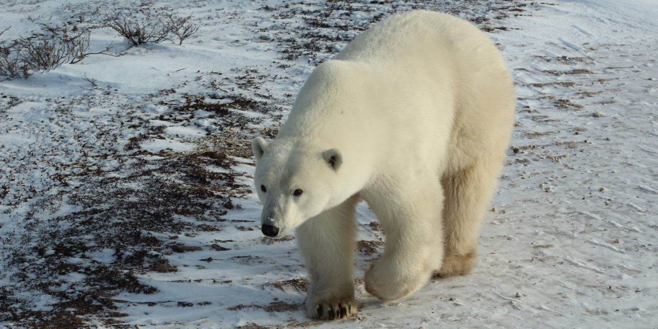 How Polar Bears Won a Special Place in My Heart