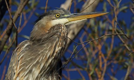 “Bird Years” and the Year of the Bird, 2018