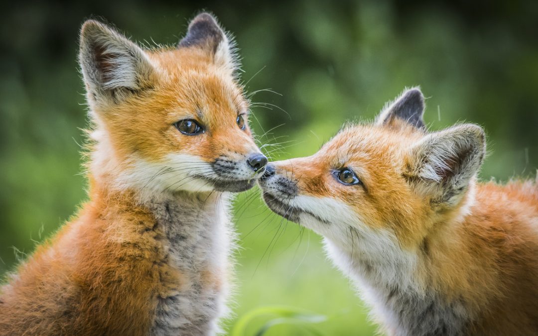 Wildlife Photo of the Week: Baby Foxes