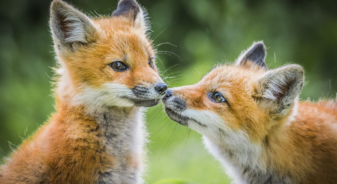 Wildlife Photo of the Week: Baby Foxes